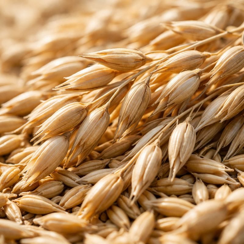 Organic oatmeal — soothes dry itchy skin in 4-Legger oatmeal lavender dog shampoo