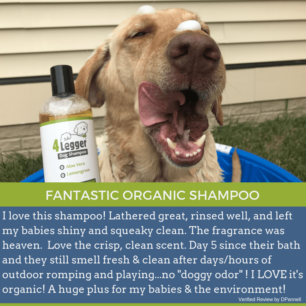 Organic Oatmeal Shampoo For Dogs Hypoallergenic Dog Shampoo